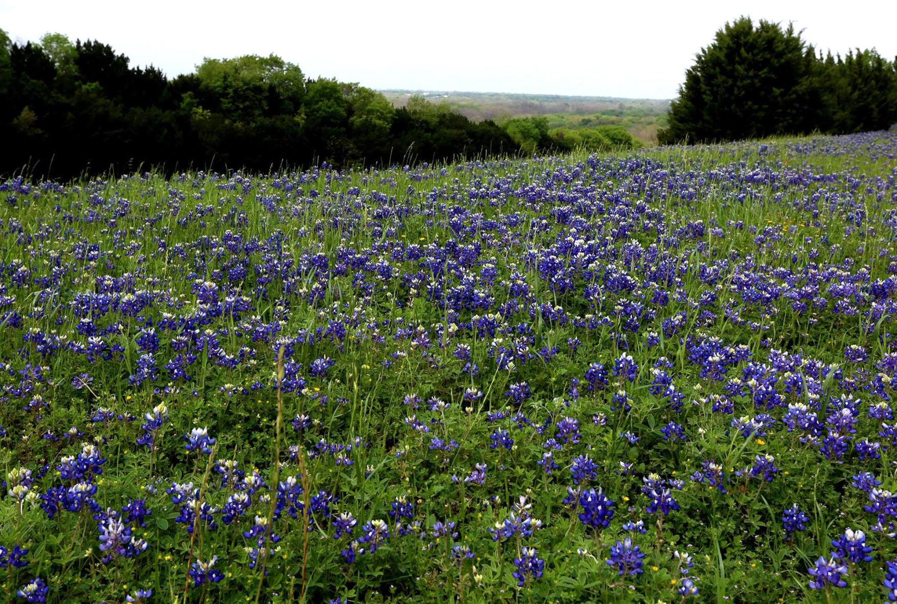 20200329_loc_wildflowers_ra7
